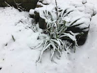 Photo by Sheila Webber: Snow, February 2024